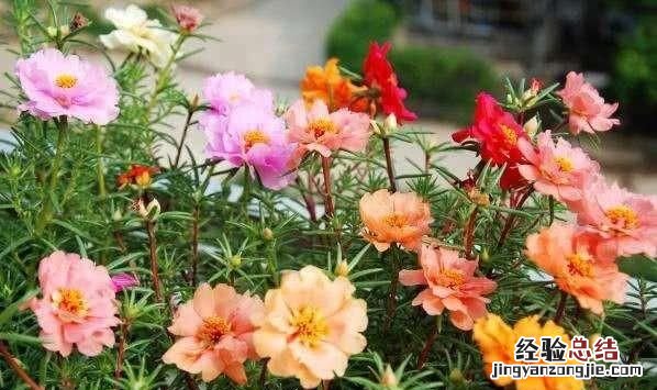 太阳花怎么养护