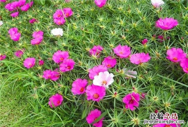 太阳花怎么养护