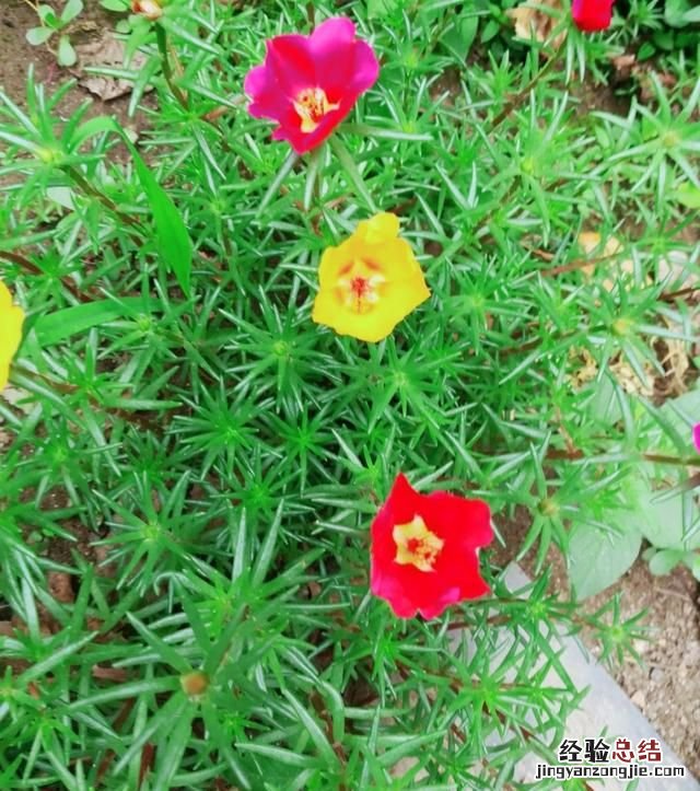 太阳花怎么养护