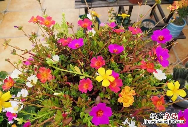 太阳花怎么养护
