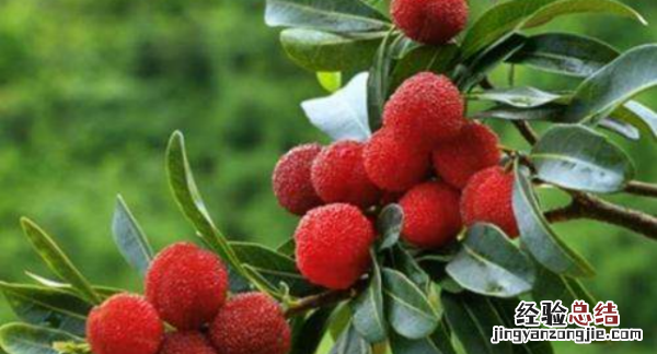 杨梅什么时候成熟,安吉杨梅什么时候成熟