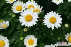 小雏菊小苗怎么培育粗壮 如何培育小雏菊