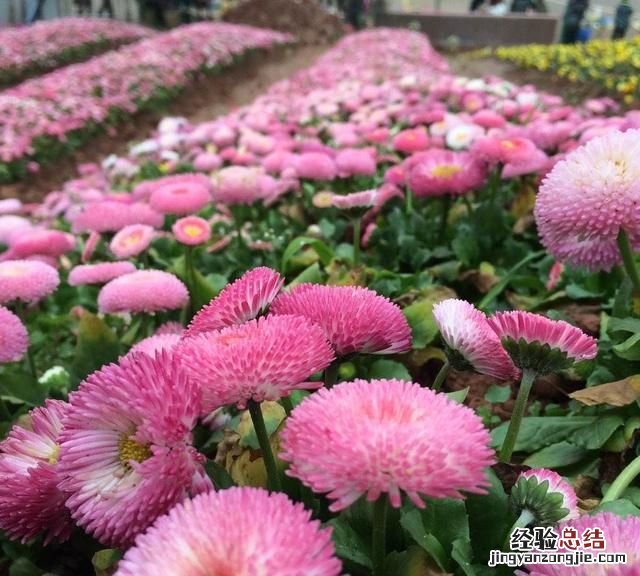 小雏菊小苗怎么培育粗壮 如何培育小雏菊