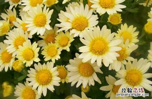 小雏菊小苗怎么培育粗壮 如何培育小雏菊