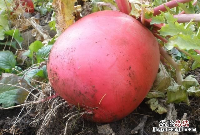 红萝卜怎么做好吃一点