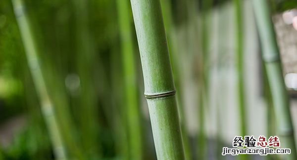 岁寒三友是指哪三个植物，“岁寒三友分别是哪三种植物岁寒三友”