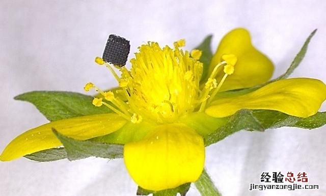 石墨烯气凝胶的优缺点,石墨烯气凝胶