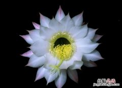 这种图片效果壁纸怎么做出来的呢