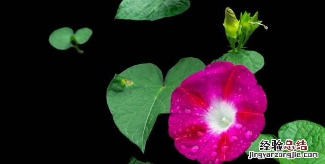 这种图片效果壁纸怎么做出来的呢