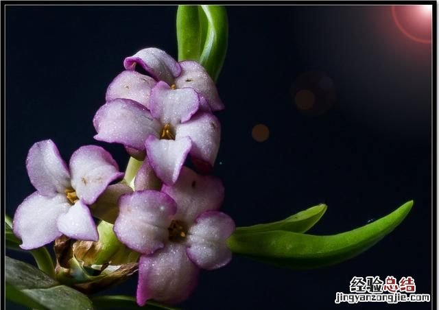 这种图片效果壁纸怎么做出来的呢