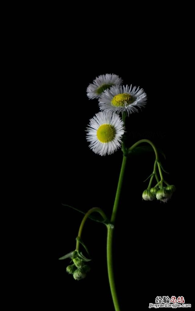 这种图片效果壁纸怎么做出来的呢