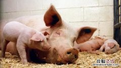 禁养区限养区划定方案 如何查询禁养区