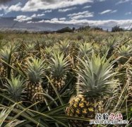 菠萝和菠萝蜜有什么区别