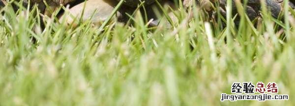 小乌龟吃什么，小乌龟要吃什么肉