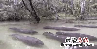 儒艮为何被称为美人鱼