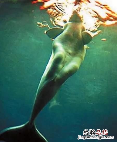 儒艮为何被称为美人鱼