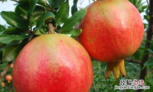 秋天成熟的水果