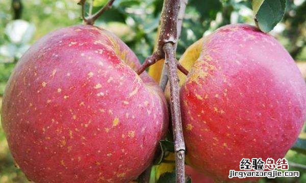 秋天成熟的水果