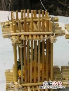 蝈蝈如何养,蝈蝈如何养好