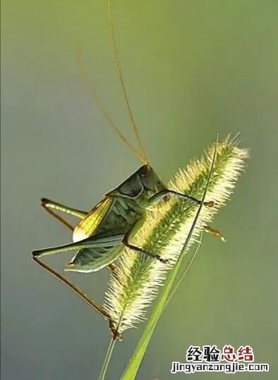 蝈蝈如何养,蝈蝈如何养好