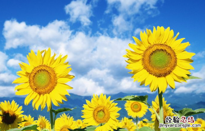 向日葵的花语和寓意,9朵向日葵的花语和寓意