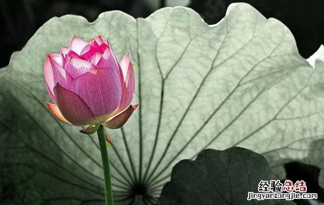 怎么用摄影软件,把照片调成局部彩色背景黑白色