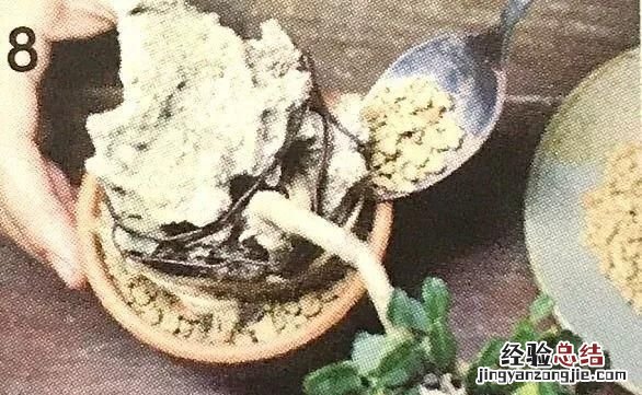 如何做一盆令人满意的附石盆景,三角梅附石盆景精品图片大全