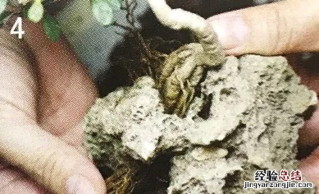 如何做一盆令人满意的附石盆景,三角梅附石盆景精品图片大全