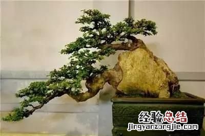 如何做一盆令人满意的附石盆景,三角梅附石盆景精品图片大全