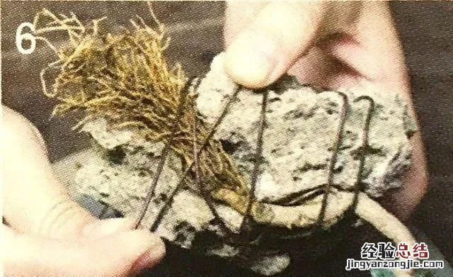 如何做一盆令人满意的附石盆景,三角梅附石盆景精品图片大全