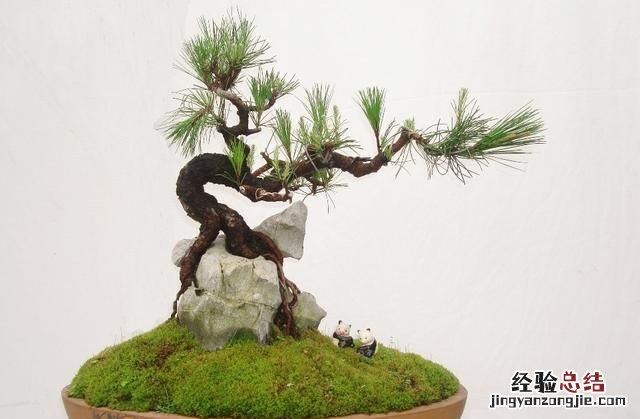 如何做一盆令人满意的附石盆景,三角梅附石盆景精品图片大全