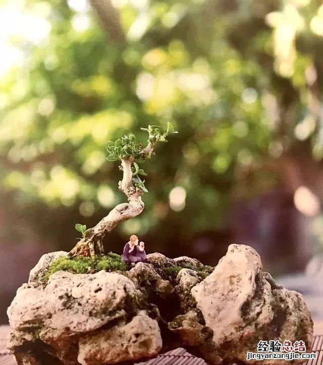 如何做一盆令人满意的附石盆景,三角梅附石盆景精品图片大全