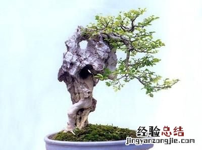 如何做一盆令人满意的附石盆景,三角梅附石盆景精品图片大全