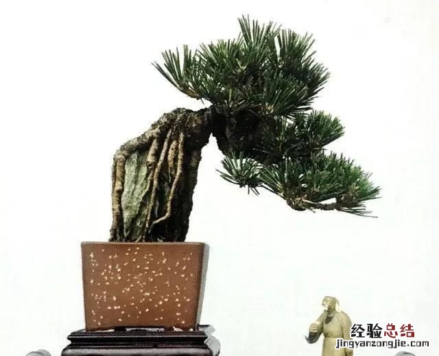 如何做一盆令人满意的附石盆景,三角梅附石盆景精品图片大全