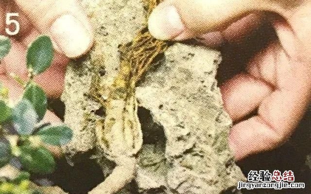 如何做一盆令人满意的附石盆景,三角梅附石盆景精品图片大全