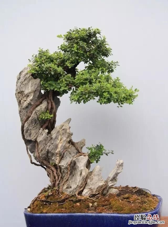 如何做一盆令人满意的附石盆景,三角梅附石盆景精品图片大全