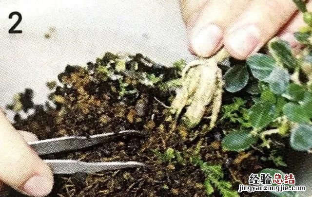 如何做一盆令人满意的附石盆景,三角梅附石盆景精品图片大全