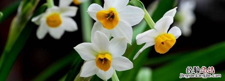 凌波仙子是什么花