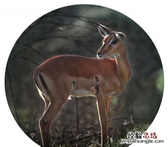 用什么软件可以做出圆形图片呢,用什么软件可以把图片弄成圆形