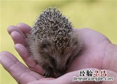 怎么识别刺猬肚里有没有小刺猬,如何判断刺猬是不是生了小刺猬