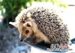 怎么识别刺猬肚里有没有小刺猬,如何判断刺猬是不是生了小刺猬