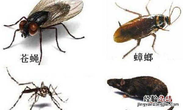 四害是哪四害
