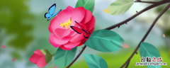 山茶花的养殖方法