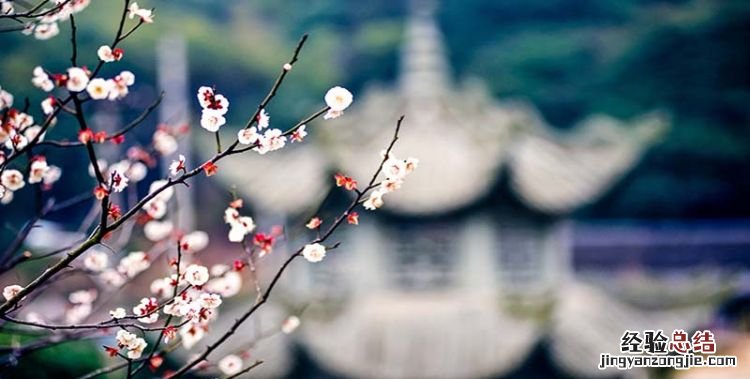梅花的品质