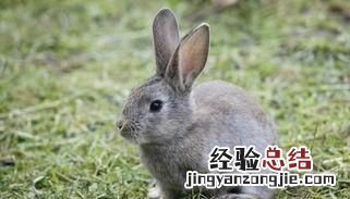 养兔子的基本常识