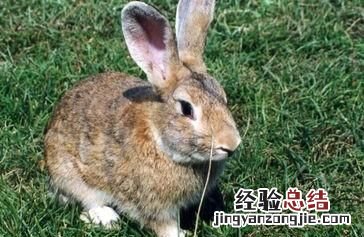 养兔子的基本常识
