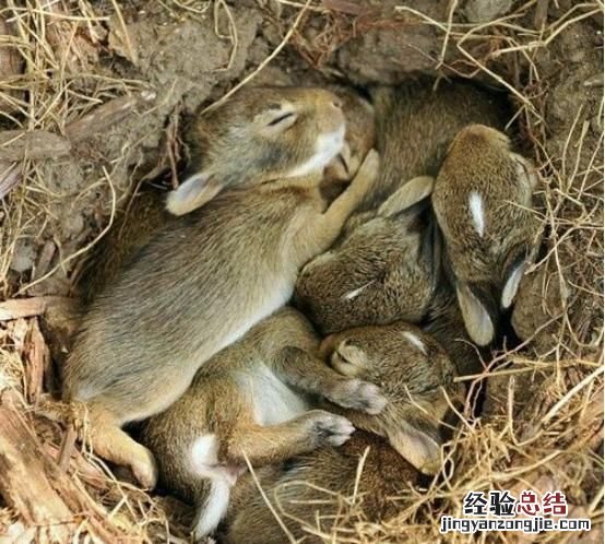 养兔子的基本常识