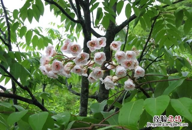 有植物熊猫之称的是什么东西