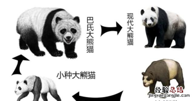 有植物熊猫之称的是什么东西