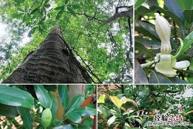 有植物熊猫之称的是什么东西